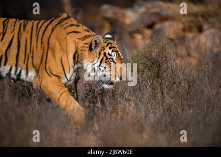 Seitenportrait einer Tigerin, die an einem Wintermorgen im trockenen Lebensraum des Ranthambhore National Park spazieren geht Stockfoto