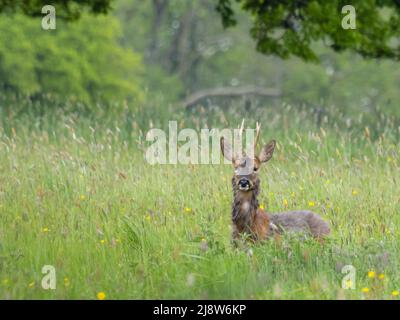 Ein Reh, Capreolus capreolus, auch bekannt als Reh, westliches Reh oder europäisches Reh. Dieses Exemplar schaut auf die Kamera. Stockfoto