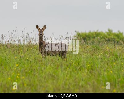 Ein Reh, Capreolus capreolus, auch bekannt als Reh, westliches Reh oder europäisches Reh. Dieses Exemplar schaut auf die Kamera. Stockfoto