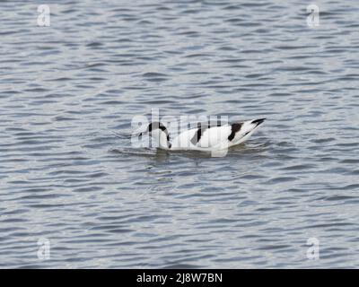 Eine pied Avocet, Recurvirostra avosetta, auch bekannt als nur Avocet, Fütterung in seichtem Wasser. Stockfoto
