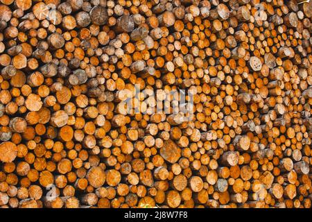 Kiefernstämme werden auf eine sehr große Höhe gestapelt. Die Bäume sind meist gelb-ockerfarben. Stockfoto