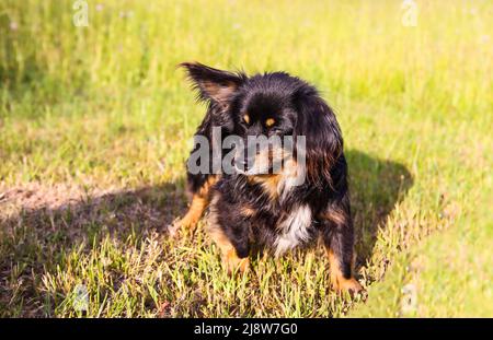 Lustige freundliche Hund im Freien Stockfoto