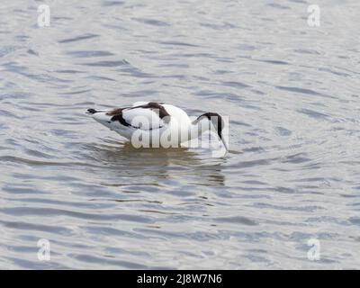 Eine pied Avocet, Recurvirostra avosetta, auch bekannt als nur Avocet, Fütterung in seichtem Wasser. Stockfoto