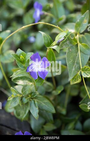 Dekorative Blumentöpfe mit Frühlingsblumen Viola cornuta in leuchtendem Violett und Gelb, lila gelbe Stiefmütterchen in Blumentöpfen, die an einem Zaun hängen i Stockfoto