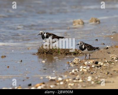 Ein Paar roher Drehteller, Arenaria interpres, steht am Wasserrand. Stockfoto