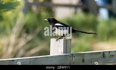 Eine eurasische Elster oder gewöhnliche Elster, Pica pica, thront auf einem Zaunpfosten. Stockfoto