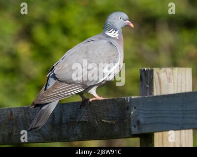 Eine gewöhnliche Holztaube oder gewöhnliche Waldtaube, Columba palumbus, die auf einer Zaunschiene steht. Stockfoto