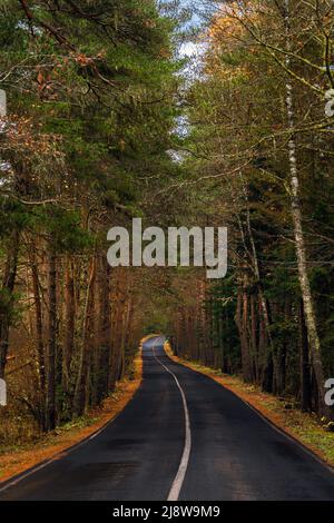 Leere nasse Straße durch den Wald im Herbst regnerischen Tag Stockfoto