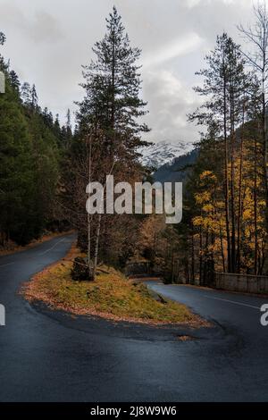 Leere nasse Straße durch den Wald im Herbst regnerischen Tag Stockfoto