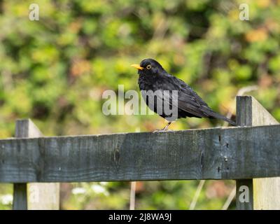Eine männliche Amsel, Turdus merula, die auf einem Holzzaun steht. Es ist auch als die eurasische Amsel bekannt. Stockfoto