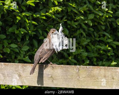 Eine weibliche Amsel, Turdus merula, verwendet menschlichen weggeworfenen Plastikmüll als Nistmaterial. Stockfoto