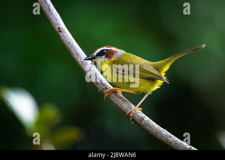 Rufous-gedeckelten Waldsänger, der auf einem Ast thront Stockfoto