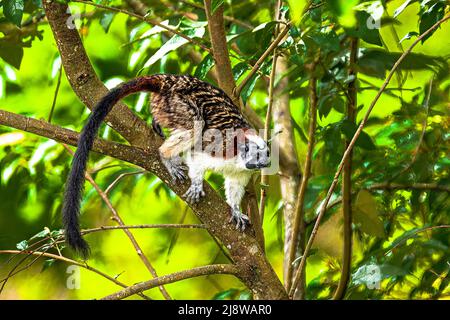 Geoffroy's Tamarin (Saguinus geoffroyi), auch als die Panamasche, red-Crested oder rufous-naped Tamarin bekannt Stockfoto