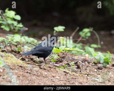 Eine männliche Amsel, Turdus merula, die auf einer Waldfahrt nach Erdwürmern jagt. Es ist auch als die eurasische Amsel bekannt. Stockfoto