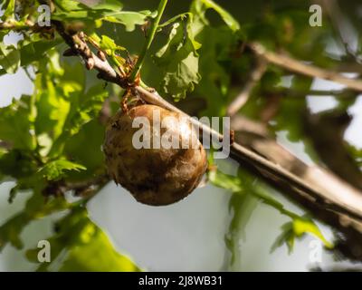 Ein Eichenapfel oder Eichengalle, die durch eine Gallenwespe verursacht wird, die Chemikalien in den Baum einspritzt, um seine Eier zu legen. Stockfoto