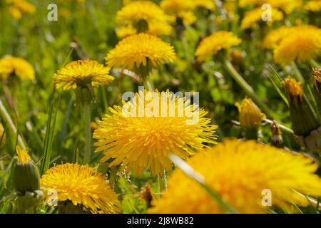 Nahaufnahme von gelben Elandelionen in der Mitte von hellem und saftigem grünem Gras. Grünes saftiges Gras. Elandelionen auf dem Feld. Stockfoto