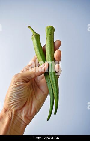 Frische rohe Okra auf der Hand in einem hellen Hintergrund Stockfoto