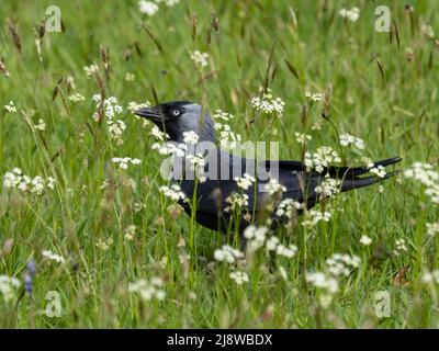 Eine westliche Dohle, Coloeus monedula, auch bekannt als die Eurasische Dohle, die Europäische Dohle oder einfach die Dohle, die auf einer Blumenwiese steht. Stockfoto