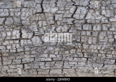 Textur eines alten Holzbaums am Strand. Drift Wood Laying On The Beach. Stockfoto