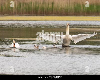 Eine Gruppe stummer Schwäne, Cygnus olor, schwimmt auf einem See. Stockfoto