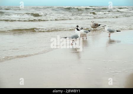 Möwen wandern entlang der Küste, Möwen wandern entlang der Küste. Schwarzkopfmöwe, Chroicocephalus ridibundus, steht am Sandstrand an der Ostsee. Stockfoto