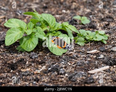 Vanessa atalanta, der rote Admiral oder früher der rote, bewunderungswürdige Schmetterling, der auf einem Blatt ruhte. Stockfoto