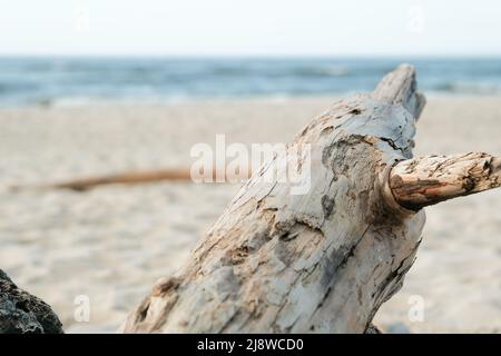 Sturm warf einen Baumstamm auf das sandige Ufer des Meeres, an dem Muscheln befestigt waren. Fauler Baumstamm am Ufer Stockfoto