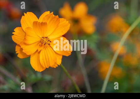 Nahaufnahme einer blühenden Blume eines orangen Schwefelkosmos (Cosmos sulfureus) Stockfoto