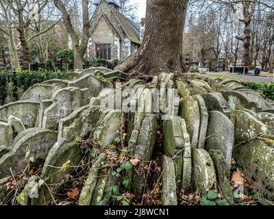 Der Hardy Tree. Ein Aschenbaum, der von Gräbern umgeben ist und sich auf dem Friedhof der alten Kirche St. Pancras befindet. Stockfoto