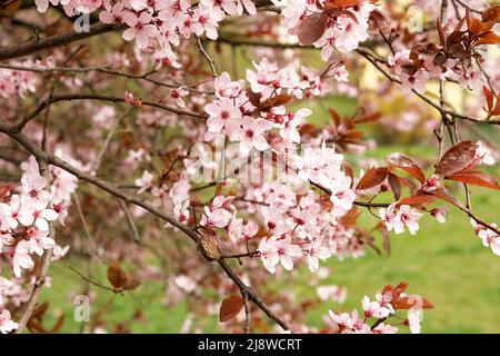 Blühende Bäume. Der Kirschbaum ist blüht. Warmer Frühling. Stockfoto