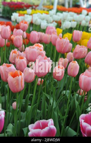 Aprikosen-rosa einzelne Tulpen (Tulipa) Menton blühen im April in einem Garten Stockfoto