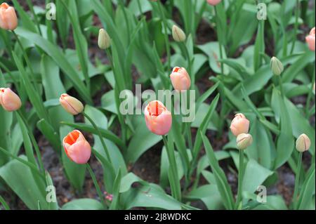 Aprikosen-rosa einzelne Tulpen (Tulipa) Menton blühen im April in einem Garten Stockfoto