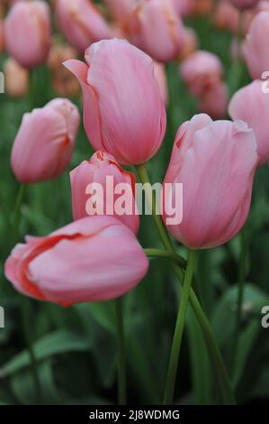 Aprikosen-rosa einzelne Tulpen (Tulipa) Menton blühen im April in einem Garten Stockfoto