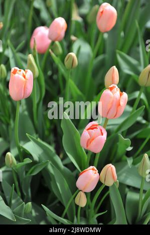 Aprikosen-rosa einzelne Tulpen (Tulipa) Menton blühen im April in einem Garten Stockfoto