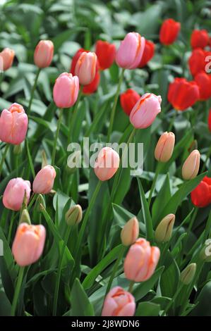 Aprikosen-rosa einzelne Tulpen (Tulipa) Menton blühen im April in einem Garten Stockfoto