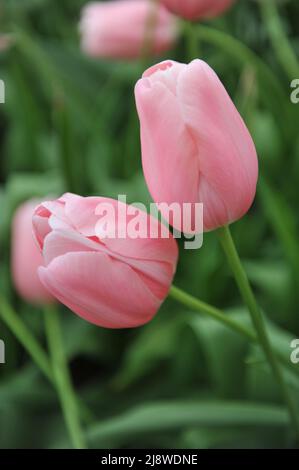 Aprikosen-rosa einzelne Tulpen (Tulipa) Menton blühen im April in einem Garten Stockfoto