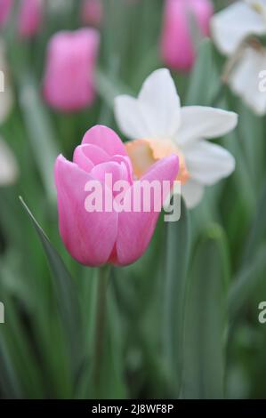 Rosa Triumph Tulpen (Tulipa) Herrin blüht im April in einem Garten Stockfoto