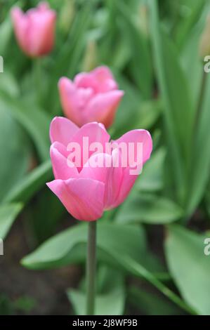Rosa Triumph Tulpen (Tulipa) Herrin blüht im April in einem Garten Stockfoto