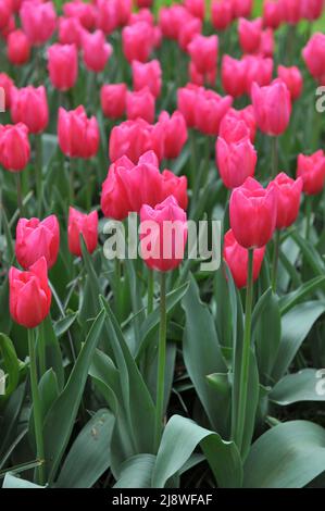 Rosa Triumph Tulpen (Tulipa) Herrin HotRosa blühen im April in einem Garten Stockfoto