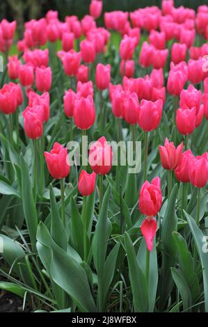 Rosa Triumph Tulpen (Tulipa) Herrin HotRosa blühen im April in einem Garten Stockfoto