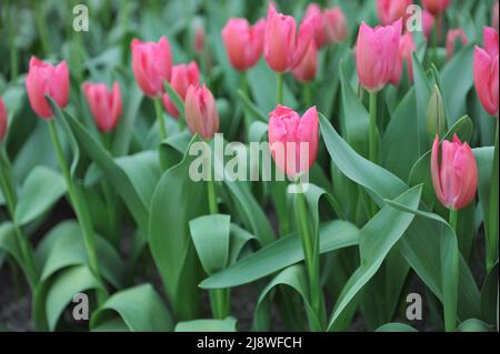 Rosa Triumph Tulpen (Tulipa) Herrin HotRosa blühen im April in einem Garten Stockfoto