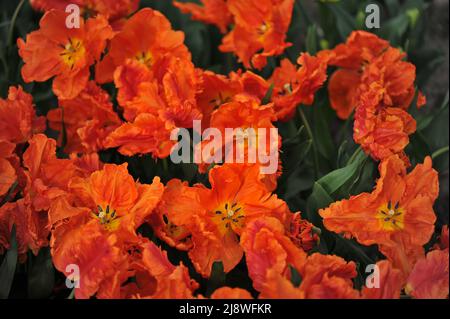 Orangefarbene Tulpen (Tulipa) im März blüht der Monarch Papagei in einem Garten Stockfoto
