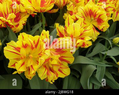 Gelbe und rote Pfingstrose-blühte Doppelte frühe Tulpen (Tulipa) Monsella blühen im März in einem Garten Stockfoto
