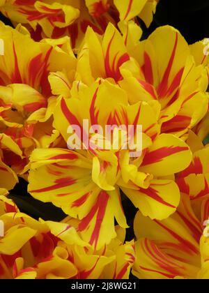 Gelbe und rote Pfingstrose-blühte Doppelte frühe Tulpen (Tulipa) Monsella blühen im März in einem Garten Stockfoto