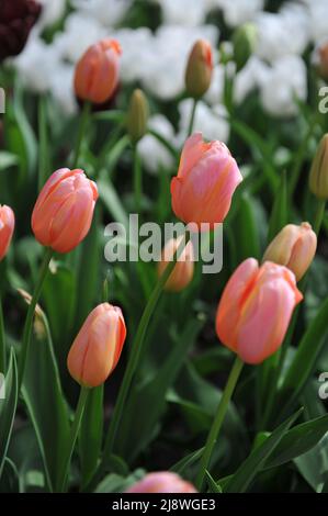 Aprikosen-rosa einzelne Tulpen (Tulipa) im April blüht Monzelimar in einem Garten Stockfoto