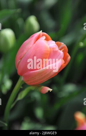 Aprikosen-rosa einzelne Tulpen (Tulipa) im April blüht Monzelimar in einem Garten Stockfoto