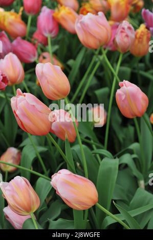 Aprikosen-rosa einzelne Tulpen (Tulipa) im April blüht Monzelimar in einem Garten Stockfoto