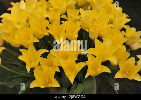 Ein Strauß gelber Lilie-blühter Tulpen (Tulipa) Moonlight Girl auf einer Ausstellung im Mai Stockfoto