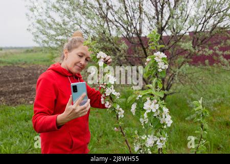 Eine reife Frau dreht ein Video auf ihrem Telefon, das einen blühenden Apfelbaum in ihrem Garten zeigt. Stockfoto