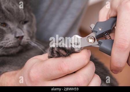 Ein Mann schneidet mit einem Klauenschneider die Krallen einer jungen grauen Katze. Chartreuse widersteht. Stockfoto